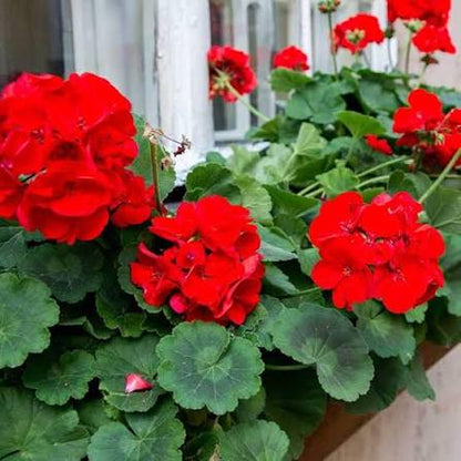 Geranium Flower seeds for Planting - Shade Tolerant, Heirloom & GMO Free Seeds for Home Garden  Sa