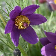 Purple Pasque Flower seeds for Planting - Seasonal Bloomer, Heirloom & GMO Free Seeds for Home Garden