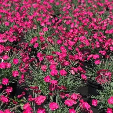 植え付け用淡紅色ナデシコの種子 - 耐寒性品種、伝統種および遺伝子組み換えなしの家庭菜園用種子