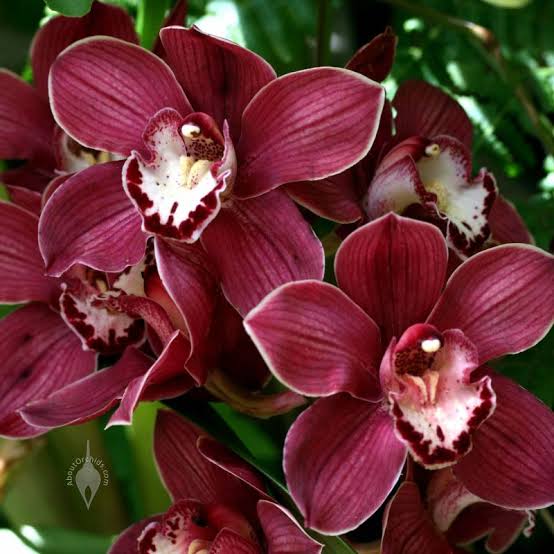 Maroon Butterfly Orchids Flower seeds for Planting - Perfect for Borders, Heirloom & GMO Free Seeds for Home Garden
