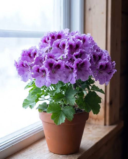 Lila-weiße Pelargonien Blumensamen zum Pflanzen – Hochwertige, traditionelle und gentechnikfreie Samen für den Hausgarten