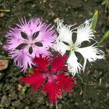 Dianthus Superbus Flower seeds for Planting - Long Bloom Season, Heirloom & GMO Free Seeds for Home Garden