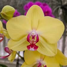 Yellow Phalaenopsis Orchid Flower seeds for Planting Fragrant Blossoms Heirloom & GMO Free Seeds for Home Garden
 
 Sale