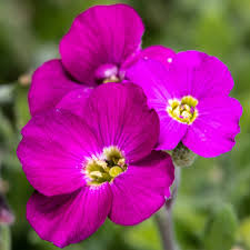 Pink Aubrieta Flower seeds for Planting - Low Maintenance, Heirloom & GMO Free Seeds for Home Garden