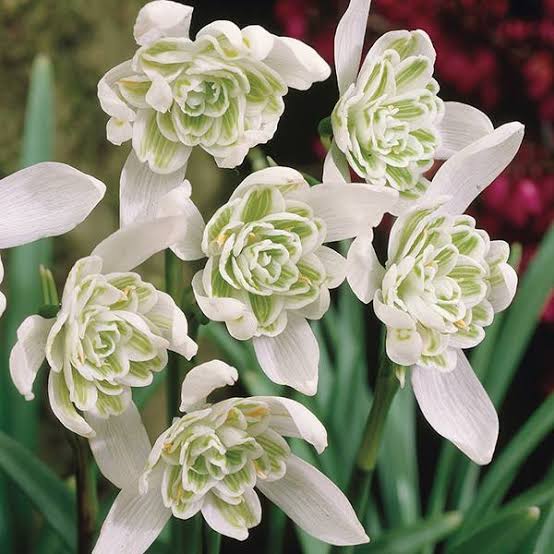 希少な香りのスノードロップ（Galanthus nivalis 'Flore Pleno'）花の種まき用 - 庭園の人気品種、伝統種子、遺伝子組み換えなしの家庭用庭園種子