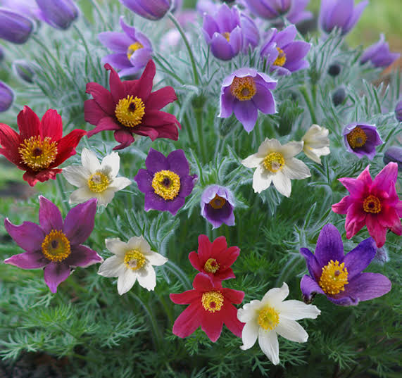 Mix Pulsatilla Pasque Flower seeds for Planting - Fragrant Blossoms, Heirloom & GMO Free Seeds for Home Garden