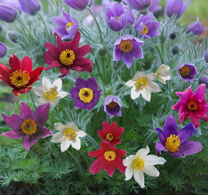 Mix Pulsatilla Pasque Flower seeds for Planting - Fragrant Blossoms, Heirloom & GMO Free Seeds for Home Garden