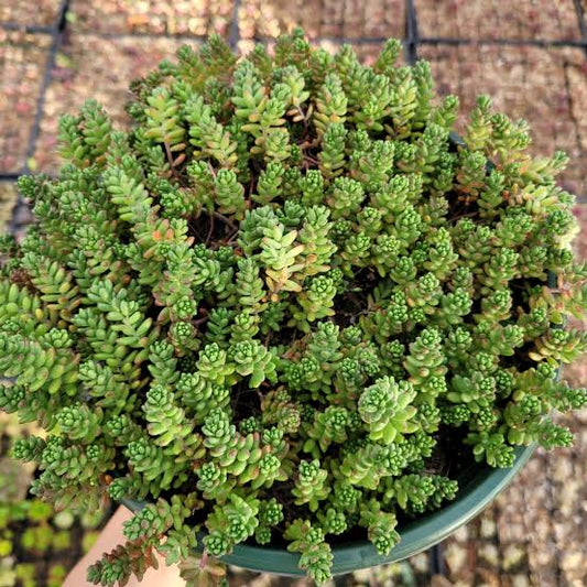 Green Sedum Album Flower seeds for Planting - Shade Tolerant, Heirloom & GMO Free Seeds for Home Garden