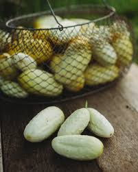 Miniature Pickling Cucumber Seeds for Planting – Heirloom, Non-GMO, Compact, Ideal for Jars