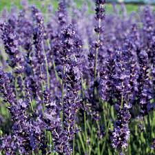 Provence Lavender Flower seeds for Planting - Easy to Grow, Heirloom & GMO Free Seeds for Home Garden