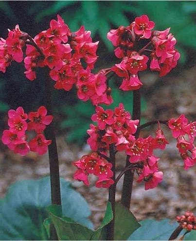 Red Bergenia Flower seeds for Planting - Drought Tolerant, Heirloom & GMO Free Seeds for Home Garden