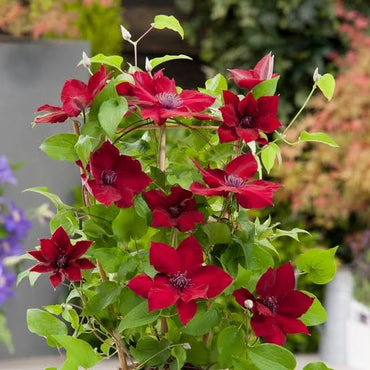 Clematis Burgundy Flower seeds for Planting - Low Maintenance, Heirloom & GMO Free Seeds for Home Garden