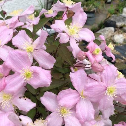 クレマチス ベビーピンク 花の種まき用 - 境界線に最適、伝統種・遺伝子組み換えでない種 家庭菜園用
