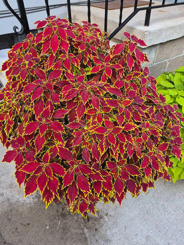 Red Yellow Coleus Flower seeds for Planting Cut Flower Favorite Heirloom & GMO Free Seeds for Home Garden 
 
 Sale