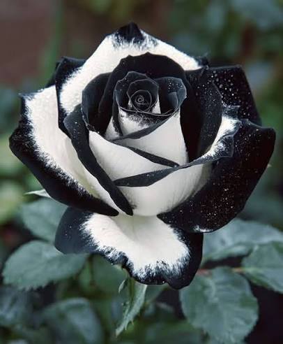 Black and White Rose Flower seeds for Planting - Garden Favorite, Heirloom & GMO Free Seeds for Home Garden