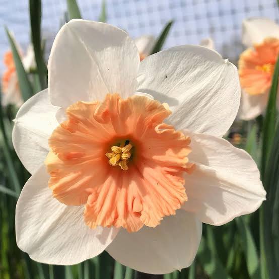 Nema Doppelte Blütenblätter Narzissen Blumensamen zum Pflanzen – Dürretolerante, Erbstücksamen & GVO-freie Samen für den Hausgarten