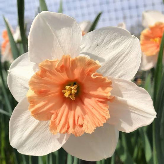 Nema Doppelte Blütenblätter Narzissen Blumensamen zum Pflanzen – Dürretolerante, Erbstücksamen & GVO-freie Samen für den Hausgarten