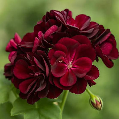 Dunkelburgunder Geranien Blumensamen zum Pflanzen Sonnenliebende Erbstücksamen & GVO-freie Samen für den Hausgarten

Verkauf