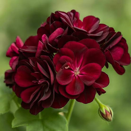 Dunkelburgunder Geranien Blumensamen zum Pflanzen Sonnenliebende Erbstücksamen & GVO-freie Samen für den Hausgarten

Verkauf