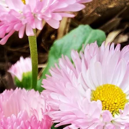 Pink White Bellis Flower seeds for Planting Wildflower Mix Heirloom & GMO Free Seeds for Home Garden 
 
 Sale