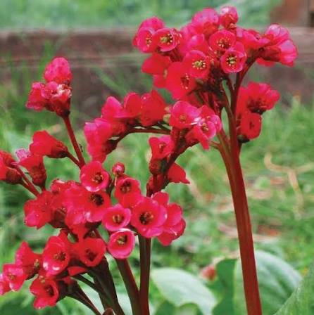 Red Bergenia Flower seeds for Planting - Drought Tolerant, Heirloom & GMO Free Seeds for Home Garden