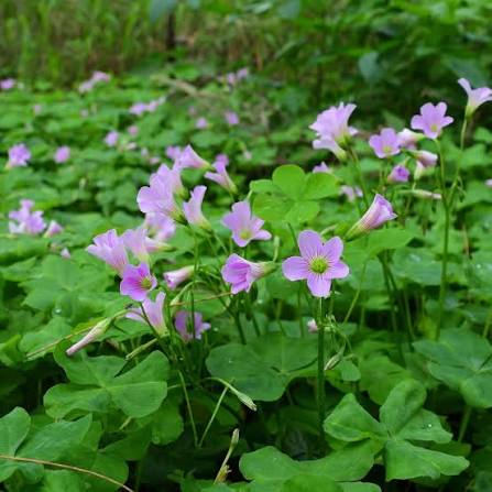 オキザリス・コリンボサ 花の種まき用 - 境界線に最適、伝統種で遺伝子組み換えなしの家庭菜園用種子

販売中