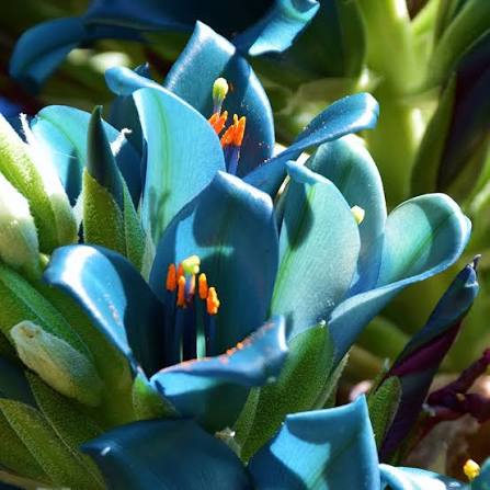 Blaue Puya Venusta Blumensamen zum Pflanzen – Duftende Blüten, Erbstücksamen & GVO-freie Samen für den Hausgarten