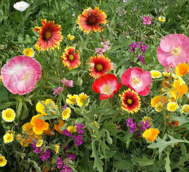 Cali Flower seeds for Planting - Wildflower Mix, Heirloom & GMO Free Seeds for Home Garden