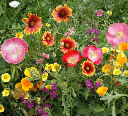 Cali Blumensamen zum Pflanzen - Wildblumenmischung, Erbstücksamen & GVO-freie Samen für den Hausgarten