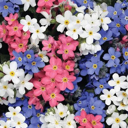 Mixed Myosotis Flower seeds for Planting - Sun Loving, Heirloom & GMO Free Seeds for Home Garden