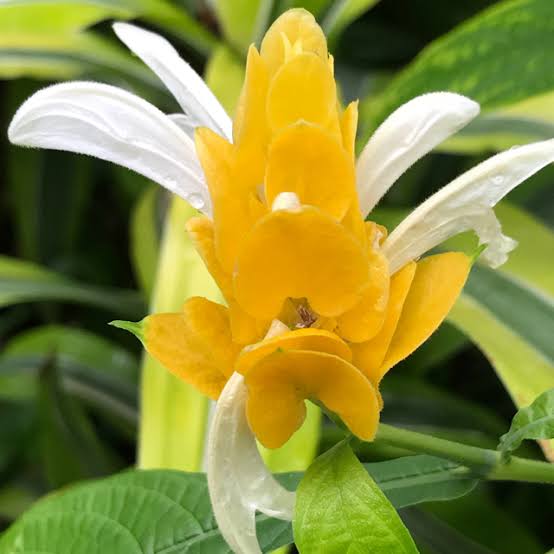 Yellow Pachystachys Lutea Flower seeds for Planting - Sun Loving, Heirloom & GMO Free Seeds for Home Garden