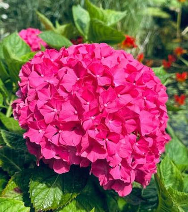 Deep Pink Hydrangea Flower seeds for Planting - Perfect for Borders, Heirloom & GMO Free Seeds for Home Garden
