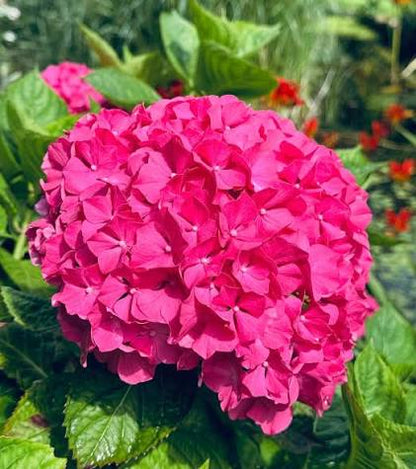 Samen der tiefrosa Hortensienblume zum Pflanzen – Perfekt für Beete, Erbstück- und gentechnikfreie Samen für den Hausgarten