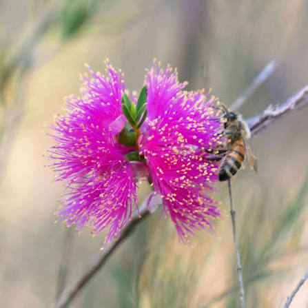 Pink Melaleuca Flower seeds for Planting - Fragrant Blossoms, Heirloom & GMO Free Seeds for Home Garden