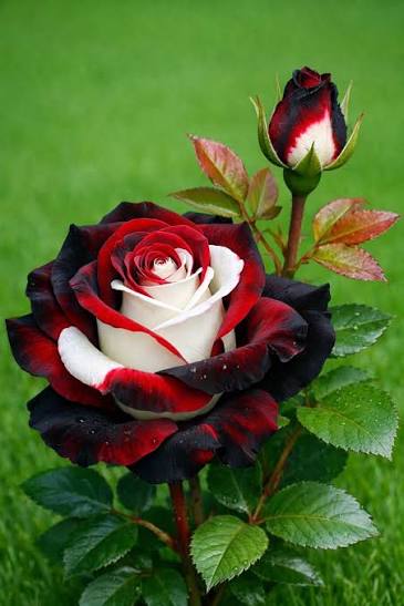 Splendid Rare Red, White, and Black Rose Flower seeds for Planting - Cottage Garden Essential, Heirloom & GMO Free Seeds for Home Garden