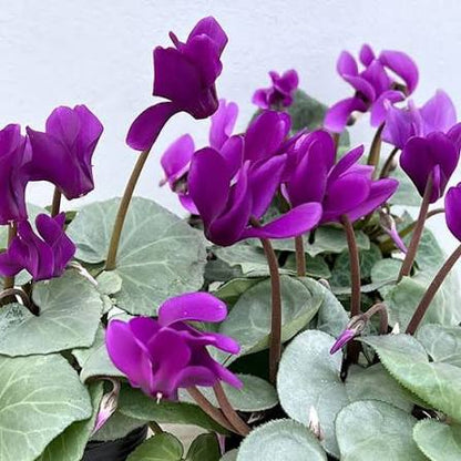 Lila Alpenveilchen-Blumensamen zum Pflanzen – Lange Blütezeit, Erbstücksamen & GVO-freie Samen für den Hausgarten