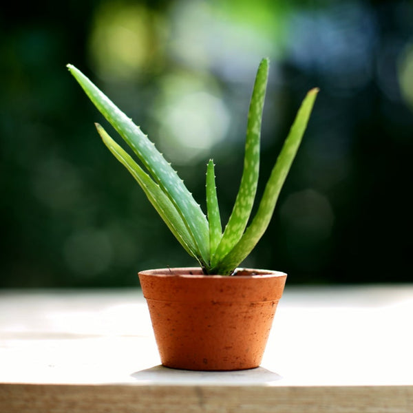 cooling aloe gel ICE + SKIN Repair Soothing Gel