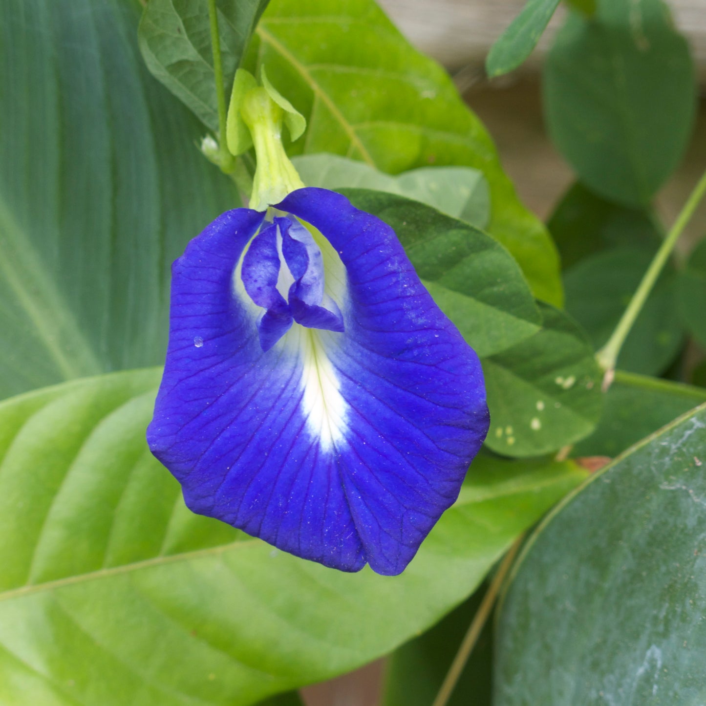 Butterfly Pea Flower Seeds