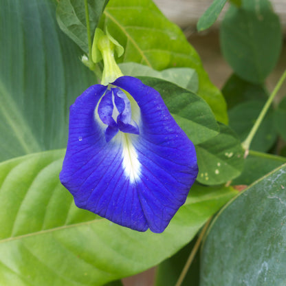 Butterfly Pea Flower Seeds