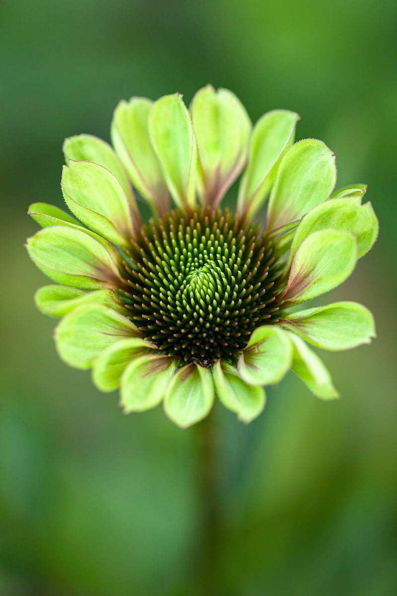 Echinacea Purpurea 'Green Twister' Flower Seeds
