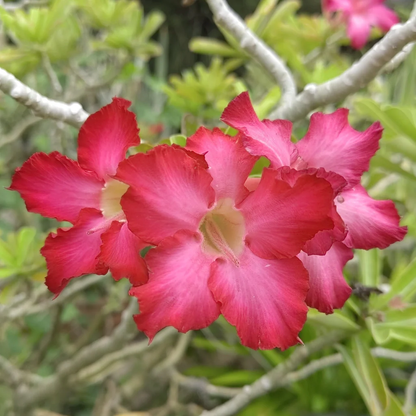 Desert Rose Adenium Obesum Succulent Flowers Seeds