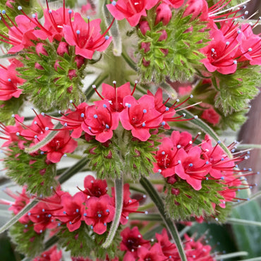 Echium Wildpretii Flower Seeds