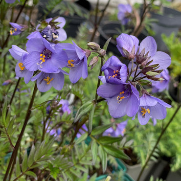 Jacob's Ladder Flower Seeds