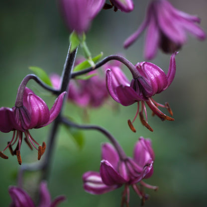 Cuphea 'Purple Passion' Flower Seeds