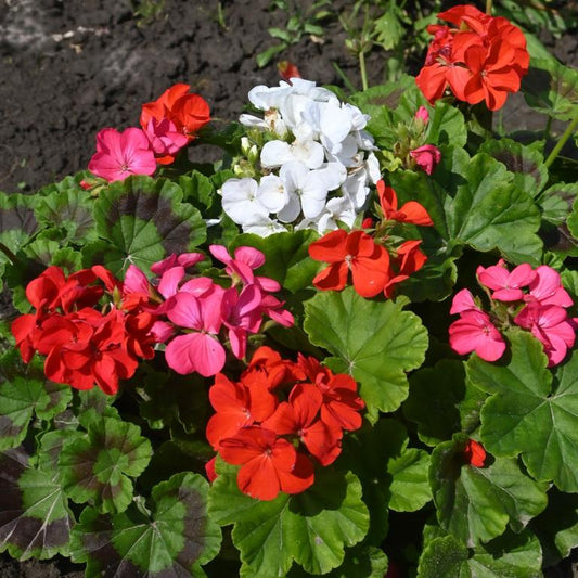 Mixed Geranium Pelargonium Flower seeds for Planting - Premium Quality, Heirloom & GMO Free Seeds for Home Garden