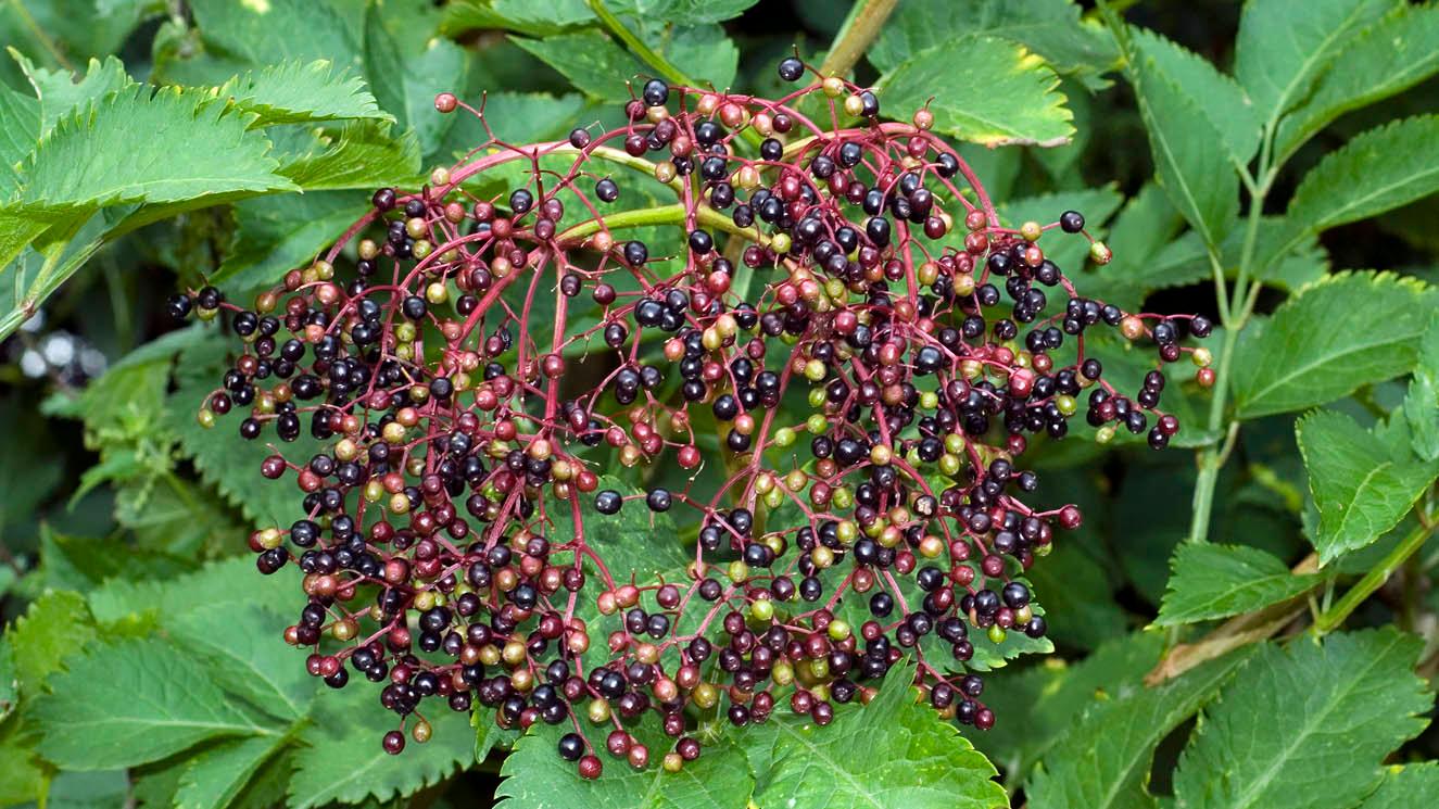 Verbesserte Sortenmischung Holunder (Sambucus nigra) Samen