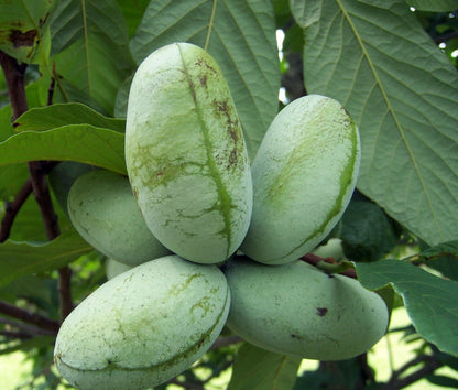 Cultivated/Improved Pawpaw (Asimina triloba) Seeds