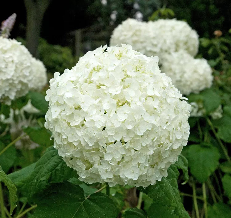White Hydrangea Flower Seeds