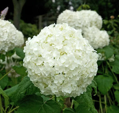 White Hydrangea Flower Seeds