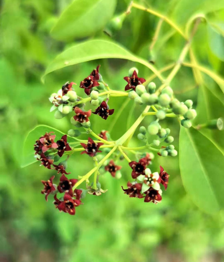 Semi di arbusto di Santalum Album